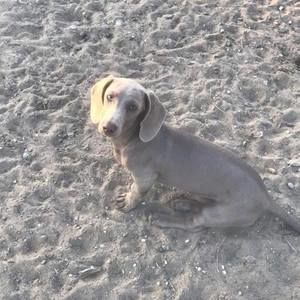 Meet your Posher, Deannie